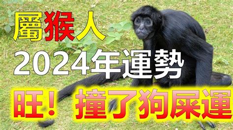 猴子顏色|【屬猴 幸運色】屬猴必看！2024年「大猴喜」！你的幸運色讓你。